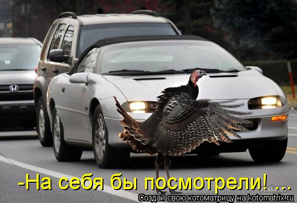 -На себя бы посмотрели! ...... Котоматрица: -На себя бы посмотрели! ...