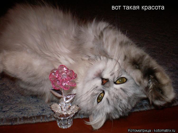 вот такая красота... Котоматрица: вот такая красота