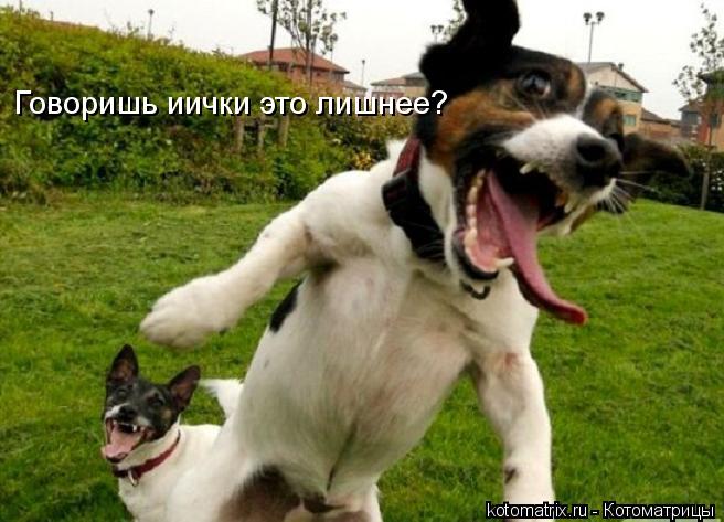 Говоришь иички это лишнее?... Котоматрица: Говоришь иички это лишнее?