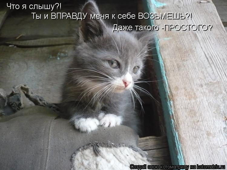 Что я слышу?! Ты и ВПРАВДУ меня к себе ВОЗЬМЕШЬ?! Даже такого -ПРОСТОГО?... Котоматрица: Что я слышу?! Ты и ВПРАВДУ меня к себе ВОЗЬМЕШЬ?! Даже такого -ПРОСТОГО?