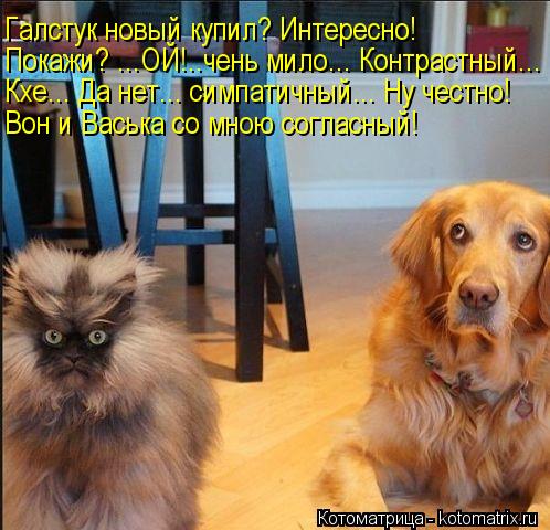 Котоматрица: Галстук новый купил? Интересно! Покажи? ...ОЙ!..чень мило... Контрастный... Кхе... Да нет... симпатичный... Ну честно! Вон и Васька со мною согласный!