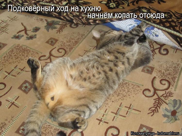 Подковёрный ход на кухню начнём копать отсюда... Котоматрица: Подковёрный ход на кухню начнём копать отсюда