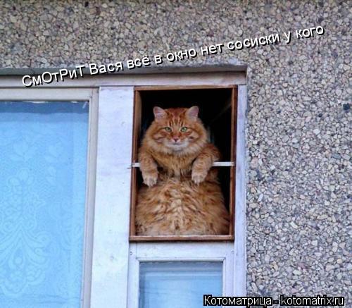СмОтРиТ Вася всё в окно нет сосиски у кого... Котоматрица: СмОтРиТ Вася всё в окно нет сосиски у кого