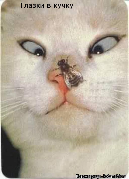 Котоматрица: Глазки в кучку