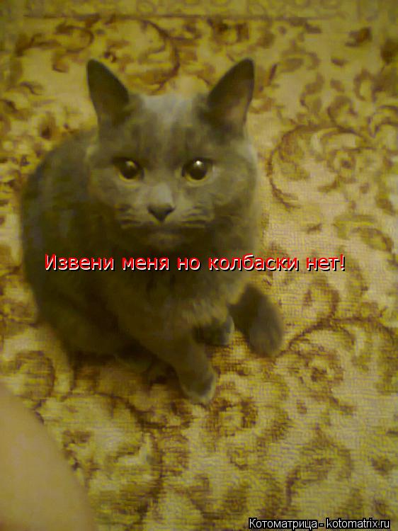 Извени меня но колбаски нет! Извени меня но колбаски нет!... Котоматрица: Извени меня но колбаски нет! Извени меня но колбаски нет!