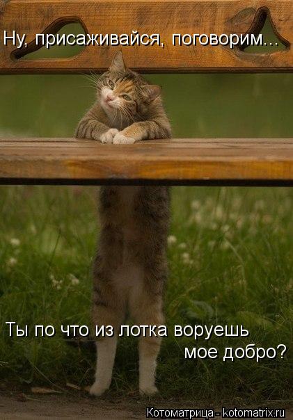 Ну, присаживайся, поговорим... Ты по что из лотка воруешь мое добро?... Котоматрица: Ну, присаживайся, поговорим... Ты по что из лотка воруешь мое добро?