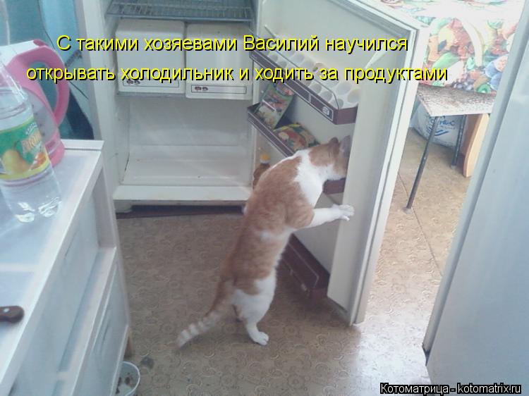 С такими хозяевами Василий научился открывать холодильник и ходить за продуктами... Котоматрица: С такими хозяевами Василий научился открывать холодильник и ходить за продуктами