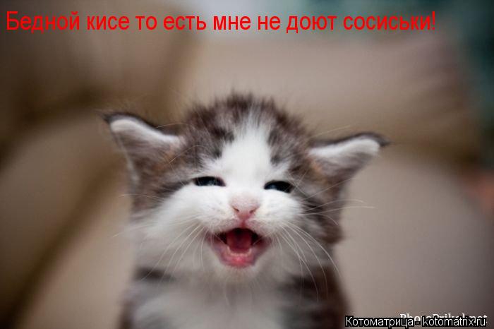 Бедной кисе то есть мне не доют сосиськи!... Котоматрица: Бедной кисе то есть мне не доют сосиськи!