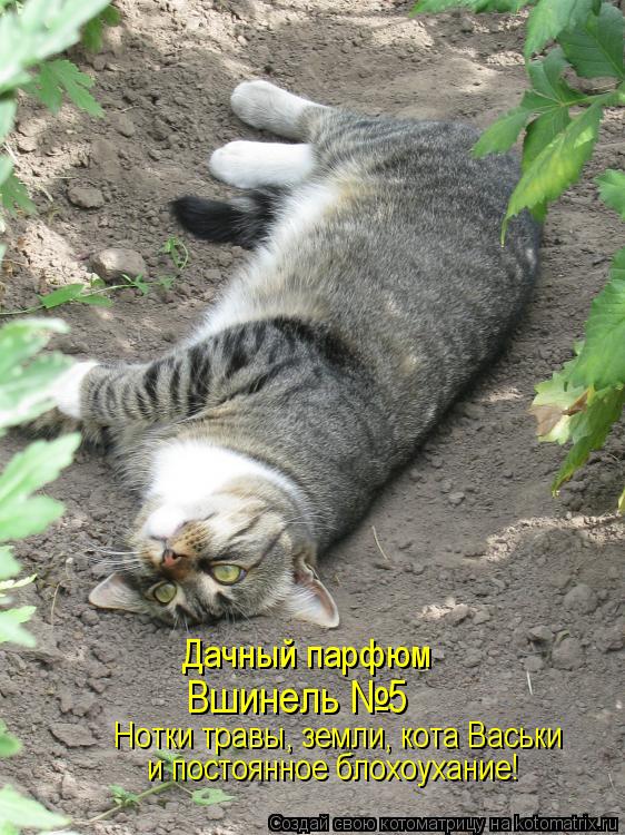 Котоматрица: Дачный парфюм Вшинель №5 и постоянное блохоухание! Нотки травы, земли, кота Васьки