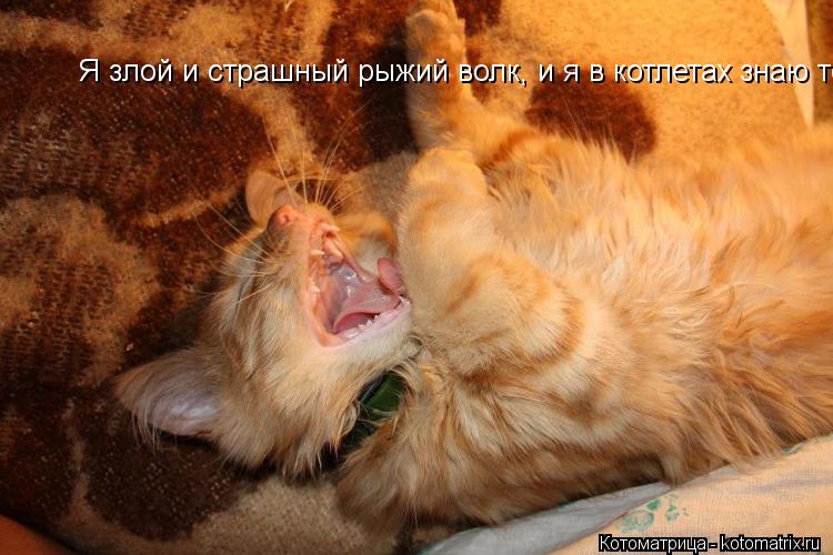Я злой и страшный рыжий волк, и я в котлетах знаю толк !!... Котоматрица: Я злой и страшный рыжий волк, и я в котлетах знаю толк !!