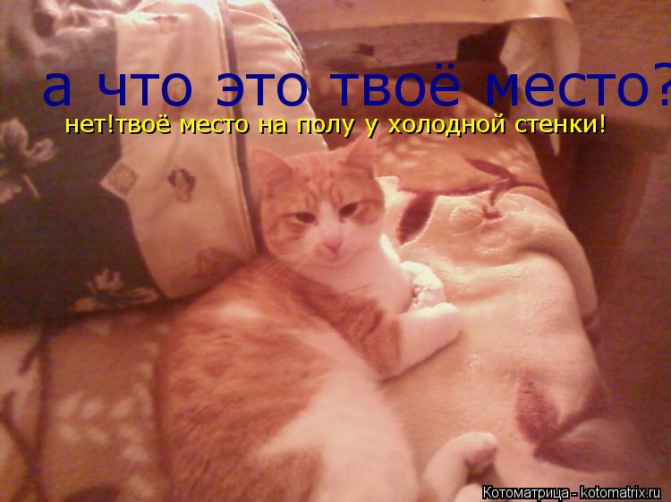 а что это твоё место? нет!твоё место на полу у холодной стенки!... Котоматрица: а что это твоё место? нет!твоё место на полу у холодной стенки!