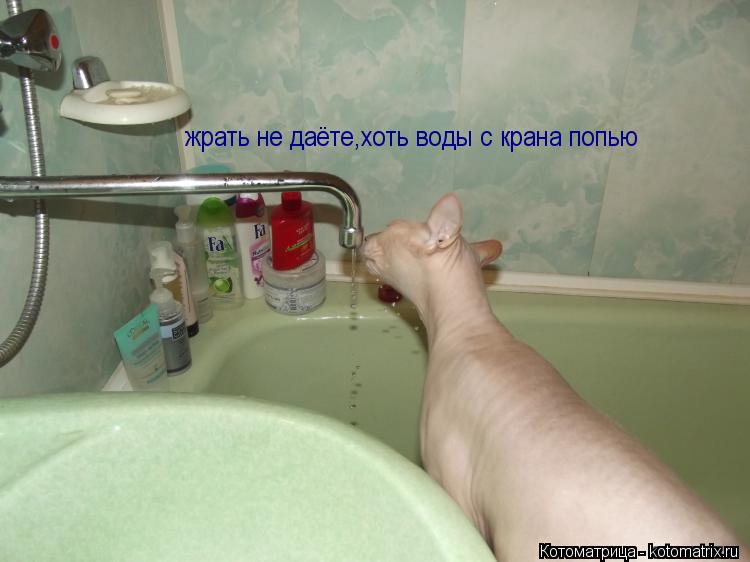 жрать не даёте,хоть воды с крана попью... Котоматрица: жрать не даёте,хоть воды с крана попью