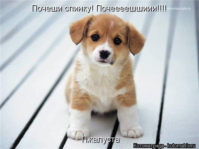 Почеши спинку! Почеееешшиии!!!! Почеши спинку! Почеееешшиии!!!! Пжалуста... Котоматрица: Почеши спинку! Почеееешшиии!!!! Почеши спинку! Почеееешшиии!!!! Пжалуста