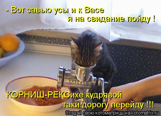 - Вот завью усы и к Васе КОРНИШ-РЕКСихе кудрявой таки дорогу перейду !!! я на свидание пойду !... Котоматрица: - Вот завью усы и к Васе КОРНИШ-РЕКСихе кудрявой таки дорогу перейду !!! я на свидание пойду !