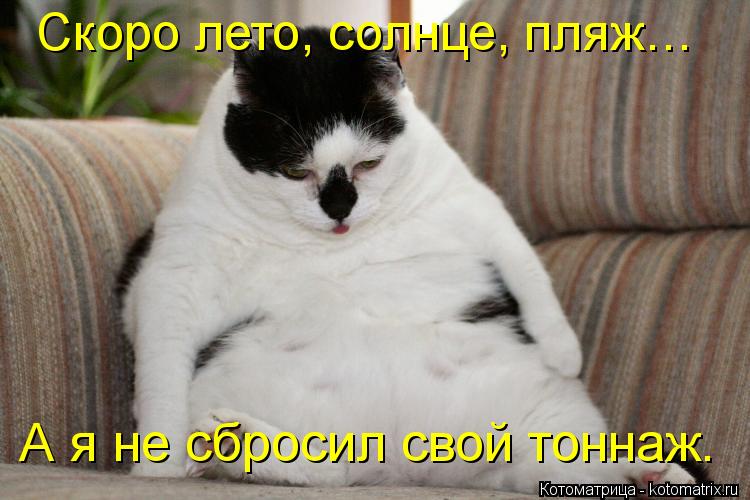 Скоро лето, солнце, пляж… А я не сбросил свой тоннаж.... Котоматрица: Скоро лето, солнце, пляж… А я не сбросил свой тоннаж.