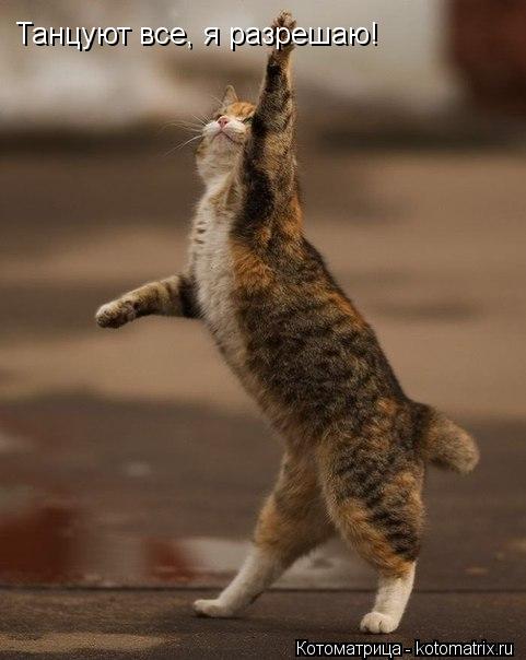 Танцуют все, я разрешаю! Танцуют все, я разрешаю!... Котоматрица: Танцуют все, я разрешаю! Танцуют все, я разрешаю!