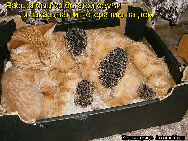 Васька был из богатой семьи и заказывал иглотерапию на дом... Котоматрица: Васька был из богатой семьи и заказывал иглотерапию на дом