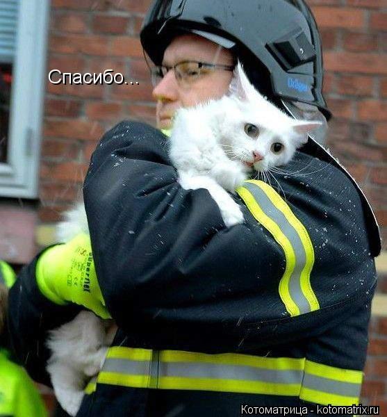 Спасибо...... Котоматрица: Спасибо...