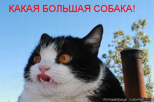 КАКАЯ БОЛЬШАЯ СОБАКА!... Котоматрица: КАКАЯ БОЛЬШАЯ СОБАКА!