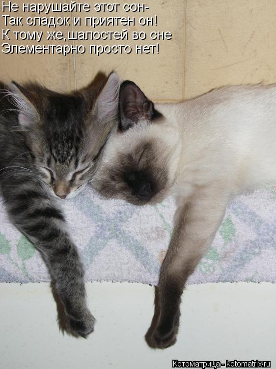 Не нарушайте этот сон- Так сладок и приятен он! К тому же,шалостей во сне Элементарно просто нет!... Котоматрица: Не нарушайте этот сон- Так сладок и приятен он! К тому же,шалостей во сне Элементарно просто нет!