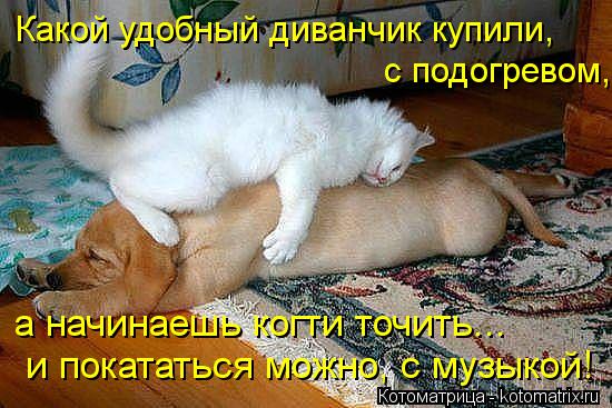 Какой удобный диванчик купили, с подогревом, а начинаешь когти точить... и покататься можно, с музы... Котоматрица: Какой удобный диванчик купили, с подогревом, а начинаешь когти точить... и покататься можно, с музыкой!