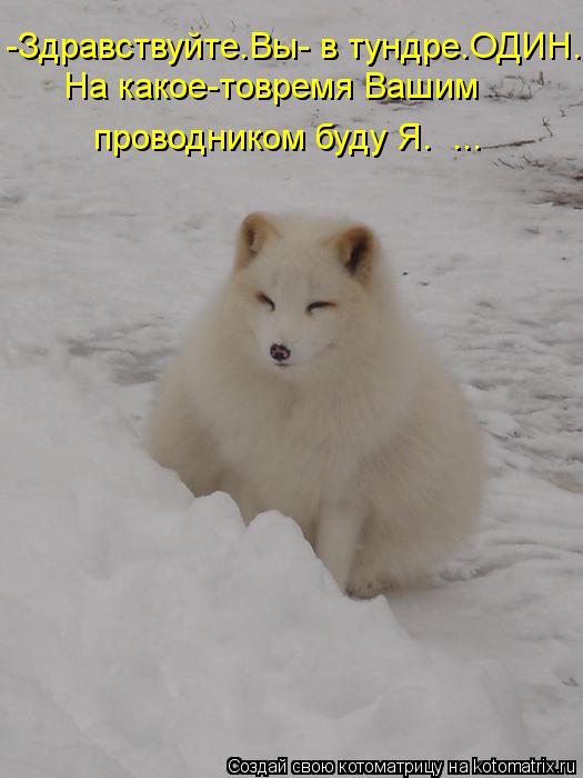 На какое-товремя Вашим проводником буду Я. ... -Здравствуйте.Вы- в тундре.ОДИН.... Котоматрица: На какое-товремя Вашим проводником буду Я. ... -Здравствуйте.Вы- в тундре.ОДИН.