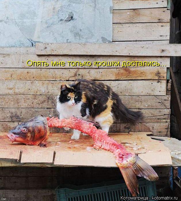 Опять мне только крошки достались...... Котоматрица: Опять мне только крошки достались...