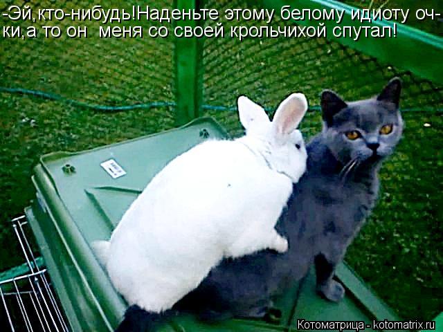 -Эй,кто-нибудь!Наденьте этому белому идиоту оч- ки,а то он меня со своей крольчихой спутал!... Котоматрица: -Эй,кто-нибудь!Наденьте этому белому идиоту оч- ки,а то он меня со своей крольчихой спутал!