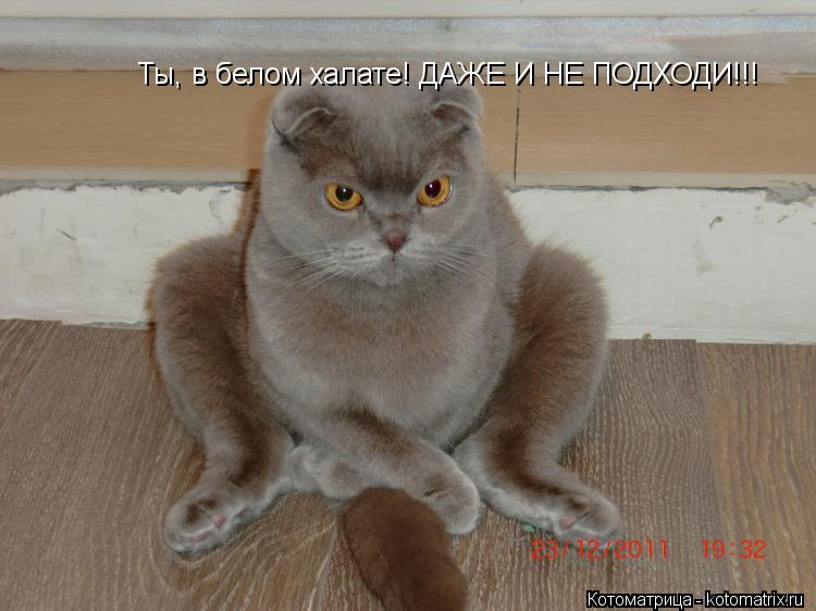 Ты, в белом халате! ДАЖЕ И НЕ ПОДХОДИ!!!... Котоматрица: Ты, в белом халате! ДАЖЕ И НЕ ПОДХОДИ!!!