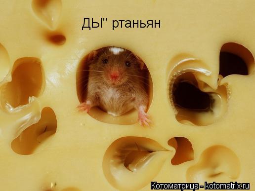 Котоматрица: ДЫ" ртаньян