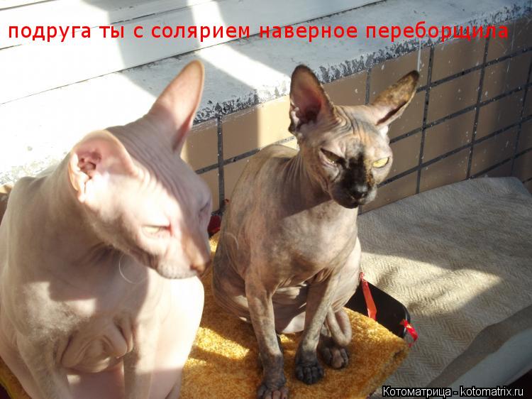 подруга ты с солярием наверное переборщила... Котоматрица: подруга ты с солярием наверное переборщила