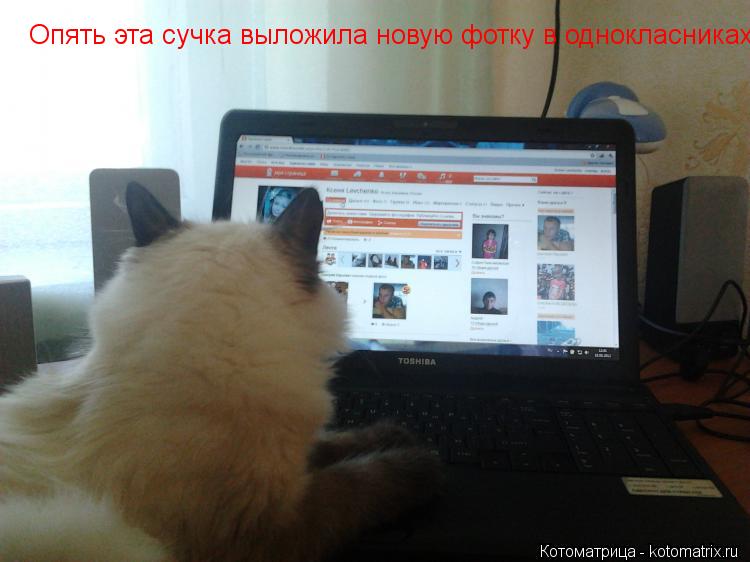 Опять эта сучка выложила новую фотку в однокласниках... Котоматрица: Опять эта сучка выложила новую фотку в однокласниках