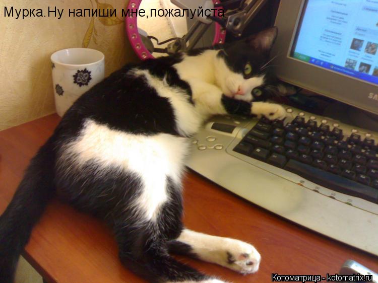 Котоматрица: Мурка.Ну напиши мне,пожалуйста