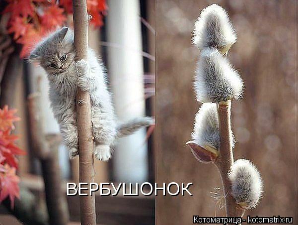ВЕРБУШОНОК... Котоматрица: ВЕРБУШОНОК