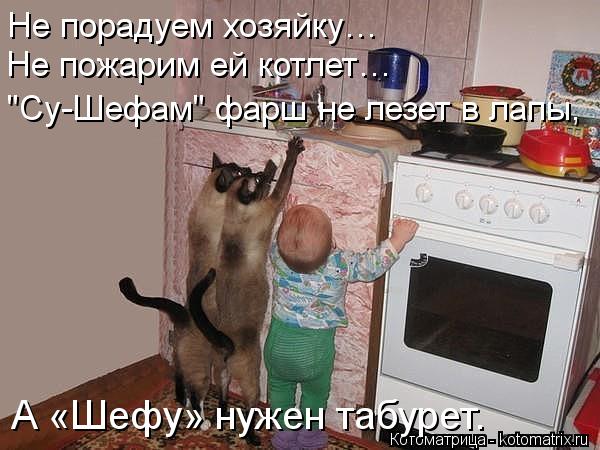 Не порадуем хозяйку… Не пожарим ей котлет… "Су-Шефам" фарш не лезет в лапы, А «Шефу» нужен табурет.... Котоматрица: Не порадуем хозяйку… Не пожарим ей котлет… "Су-Шефам" фарш не лезет в лапы, А «Шефу» нужен табурет.