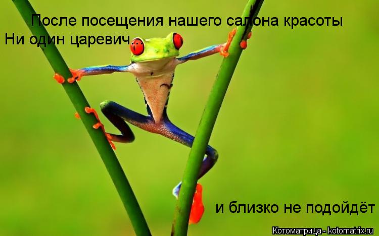 Котоматрица: и близко не подойдёт  После посещения нашего салона красоты Ни один царевич...