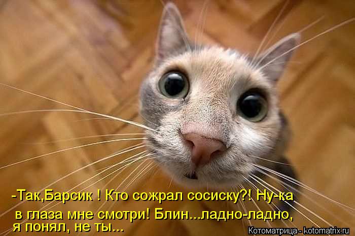 -Так,Барсик ! Кто сожрал сосиску?! Ну-ка в глаза мне смотри! Блин...ладно-ладно, я понял, не ты...... Котоматрица: -Так,Барсик ! Кто сожрал сосиску?! Ну-ка в глаза мне смотри! Блин...ладно-ладно, я понял, не ты...