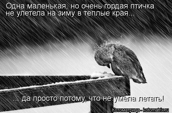 Одна маленькая, но очень гордая птичка не улетела на зиму в теплые края... ... да просто потому, что ... Котоматрица: Одна маленькая, но очень гордая птичка не улетела на зиму в теплые края... ... да просто потому, что не умела летать!