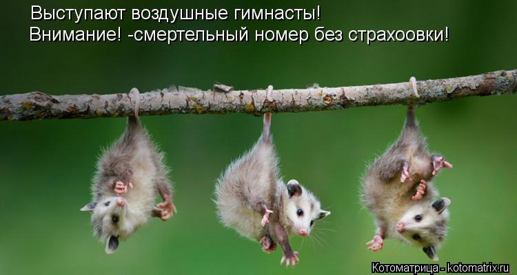 Котоматрица: Выступают воздушные гимнасты! Внимание! -смертельный номер без страхоовки!