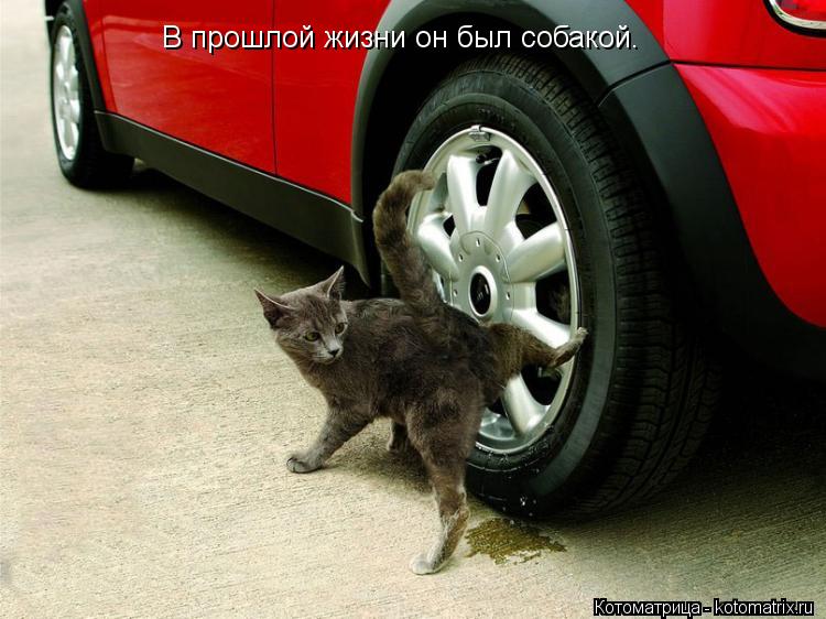Котоматрица: В прошлой жизни он был собакой.