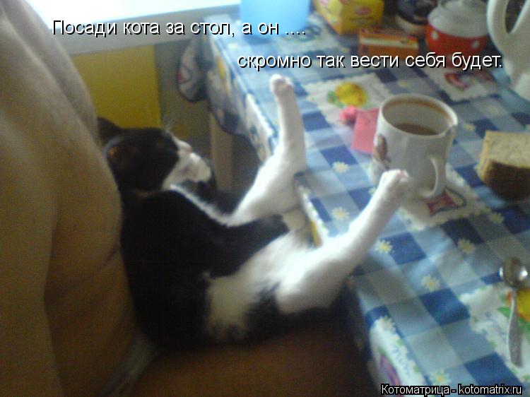 Посади кота за стол, а он .... скромно так вести себя будет.... Котоматрица: Посади кота за стол, а он .... скромно так вести себя будет.