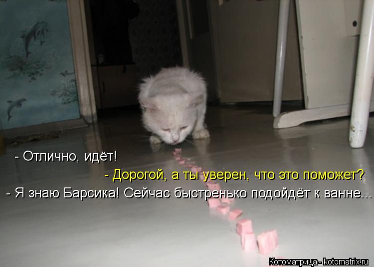 - Отлично, идёт! - Дорогой, а ты уверен, что это поможет? - Я знаю Барсика! Сейчас быстренько подойдё... Котоматрица: - Отлично, идёт! - Дорогой, а ты уверен, что это поможет? - Я знаю Барсика! Сейчас быстренько подойдёт к ванне...
