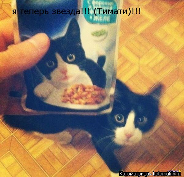 я теперь звезда!!! (Тимати)!!!... Котоматрица: я теперь звезда!!! (Тимати)!!!