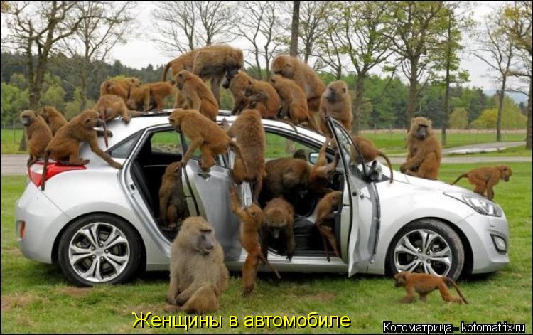 Котоматрица: Женщины в автомобиле
