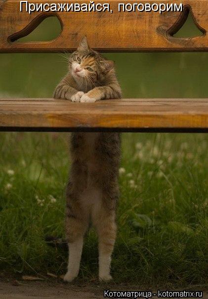 Присаживайся, поговорим... Котоматрица: Присаживайся, поговорим