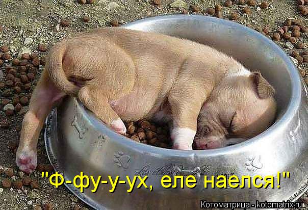 "Ф-фу-у-ух, еле наелся!"... Котоматрица: "Ф-фу-у-ух, еле наелся!"