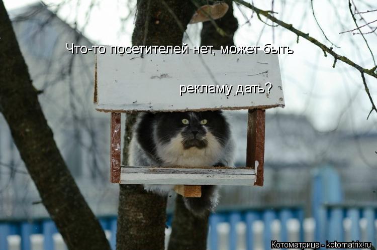 Что-то посетителей нет, может быть рекламу дать?... Котоматрица: Что-то посетителей нет, может быть рекламу дать?