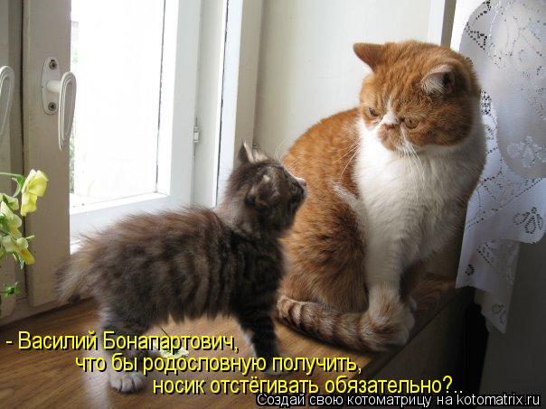 что бы родословную получить, - Василий Бонапартович, носик отстёгивать обязательно?..... Котоматрица: что бы родословную получить, - Василий Бонапартович, носик отстёгивать обязательно?..