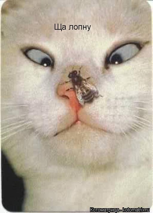 Ща лопну... Котоматрица: Ща лопну