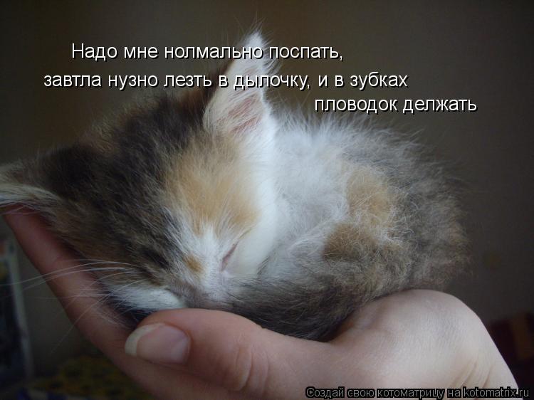 Надо мне нолмально поспать, завтла нузно лезть в дылочку, и в зубках пловодок делжать... Котоматрица: Надо мне нолмально поспать, завтла нузно лезть в дылочку, и в зубках пловодок делжать